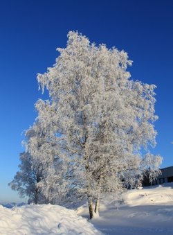 Januar ...
